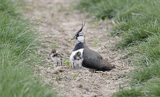 Kiebitze brüten am Boden und werden daher leicht von freilaufenden Hunden oder Katzen verjagt. - Biologische Station Kiebitze brüten am Boden und werden daher leicht von freilaufenden Hunden oder Katzen verjagt. - Biologische Station
