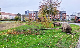 Der Paderborner Park erhielt nach den Schäden durch einen Tornado einige Neuerungen. - rw-system Der Paderborner Park erhielt nach den Schäden durch einen Tornado einige Neuerungen. - rw-system