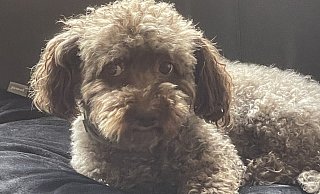 Barney begeistert mit seinem treuen Blick. - Privat Barney begeistert mit seinem treuen Blick. - Privat