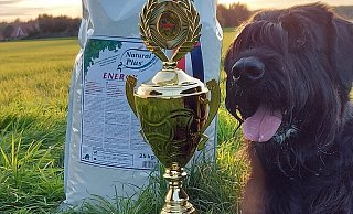 Riesenschnauzer-Hündin Quitu mit dem Siegerpokal und einem großen Sack Hunde-Trockenfutter, das es als Belohnung gab. - Karsten Schulz Riesenschnauzer-Hündin Quitu mit dem Siegerpokal und einem großen Sack Hunde-Trockenfutter, das es als Belohnung gab. - Karsten Schulz