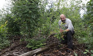 Förster Markus Uhr freut sich, wie schön sich die angepflanzten Ess-Kastanien im Wald bei Bergkirchen entwickelt haben. - Jörg Stuke Förster Markus Uhr freut sich, wie schön sich die angepflanzten Ess-Kastanien im Wald bei Bergkirchen entwickelt haben. - Jörg Stuke