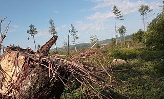 Der Waldboden ist extrem trocken. Ein kleiner Funken könnte einen Brand verursachen. - Uwe Müller Der Waldboden ist extrem trocken. Ein kleiner Funken könnte einen Brand verursachen. - Uwe Müller