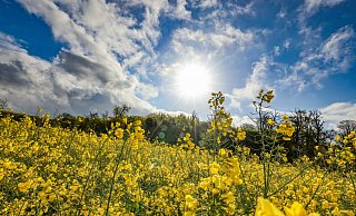 Das Wetter wird bereits ab Freitag deutlich milder. Am Wochenende kann es bis zu 20 Grad warm werden. - dpa Das Wetter wird bereits ab Freitag deutlich milder. Am Wochenende kann es bis zu 20 Grad warm werden. - dpa