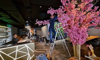 Während Duc Thu Nguyen die letzten Blüten der vietnamesischen Pfirsichblüte anbringt, richtet sein Bruder Duc Thao schon einmal die Sushi-Bar ein. - Moritz Trinsch Während Duc Thu Nguyen die letzten Blüten der vietnamesischen Pfirsichblüte anbringt, richtet sein Bruder Duc Thao schon einmal die Sushi-Bar ein. - Moritz Trinsch