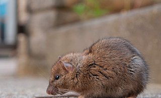 So niedlich die kleinen Nager vielleicht auch aussehen: Ratten können Krankheiten übertragen. - picture alliance / imageBROKER So niedlich die kleinen Nager vielleicht auch aussehen: Ratten können Krankheiten übertragen. - picture alliance / imageBROKER