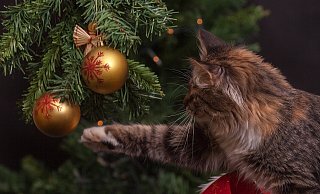Auch wenn das Haustier sicher noch länger Spaß an den Kugeln hätte, ist Anfang Januar bei den meisten Menschen die Zeit für den Tannenbaum vorbei und er muss raus. - Pixabay Auch wenn das Haustier sicher noch länger Spaß an den Kugeln hätte, ist Anfang Januar bei den meisten Menschen die Zeit für den Tannenbaum vorbei und er muss raus. - Pixabay