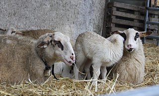 Im Frühjahr werden auf Hof Steckenpferd viele Lämmer geboren. Dabei sollen die Kita-Kinder auch mal zuschauen. - Anne Neul Im Frühjahr werden auf Hof Steckenpferd viele Lämmer geboren. Dabei sollen die Kita-Kinder auch mal zuschauen. - Anne Neul