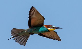 Spektakulärer Zuwanderer: Der tropisch bunt anmutende Vogel wird neuerdings immer öfter in Bielefeld gesichtet. - Andreas Schäfferling Spektakulärer Zuwanderer: Der tropisch bunt anmutende Vogel wird neuerdings immer öfter in Bielefeld gesichtet. - Andreas Schäfferling