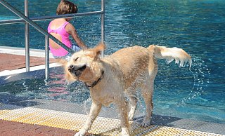 Alle Vierbeiner ins Wasser: Mit dem beliebten Hundeschwimmen endet auch dieses Jahr die Saison im Freibad Rahden. - Joern Spreen-Ledebur Alle Vierbeiner ins Wasser: Mit dem beliebten Hundeschwimmen endet auch dieses Jahr die Saison im Freibad Rahden. - Joern Spreen-Ledebur