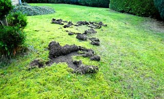 Viele Vorgärten im Kreis – wie hier in Höxter – sehen aktuell so aus. - Michaela Bast Viele Vorgärten im Kreis – wie hier in Höxter – sehen aktuell so aus. - Michaela Bast