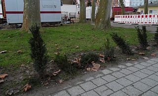 Die Heckenpflanzen am Inowroclaw-Platz zerstört - Stadtwerke Bad Oeynhausen Die Heckenpflanzen am Inowroclaw-Platz zerstört - Stadtwerke Bad Oeynhausen