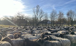 Draußen warten die Heidschnucken bis die Schäfer im Stall alles vorbereitet haben. - Jennifer Retslav Draußen warten die Heidschnucken bis die Schäfer im Stall alles vorbereitet haben. - Jennifer Retslav