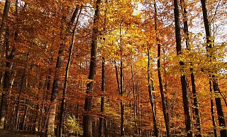 Indem Laubbäume ihre Blätter abwerfen, sichern sie ihr Überleben. Der Buchenwald sorgt vielerorts im Kreis Paderborn für einen goldenen Herbst. - stefan befeld - wald und holz nrw Indem Laubbäume ihre Blätter abwerfen, sichern sie ihr Überleben. Der Buchenwald sorgt vielerorts im Kreis Paderborn für einen goldenen Herbst. - stefan befeld - wald und holz nrw