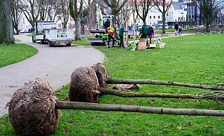 Anfang des Jahres sind im Riemekepark die ersten neuen Laubbäume geplanzt worden - der überwiegende Rest soll im Herbst folgen. - Ralph Meyer Anfang des Jahres sind im Riemekepark die ersten neuen Laubbäume geplanzt worden - der überwiegende Rest soll im Herbst folgen. - Ralph Meyer