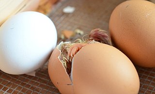 Das Verbot, männliche Küken zu töten, hat Brütereien in OWL schwer getroffen. - Pixabay Das Verbot, männliche Küken zu töten, hat Brütereien in OWL schwer getroffen. - Pixabay