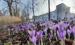 Der Winter war noch kaum da, da ist schon der Frühling unterwegs. Im Schlosspark in Schloß Neuhaus blühen schon Krokusse. - Uwe Müller Der Winter war noch kaum da, da ist schon der Frühling unterwegs. Im Schlosspark in Schloß Neuhaus blühen schon Krokusse. - Uwe Müller