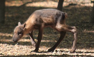Rentierbaby Magnus ist seit Dienstag auf der Welt und fühlt sich im Herforder Tierpark offenbar sehr wohl. - Björn Kenter Rentierbaby Magnus ist seit Dienstag auf der Welt und fühlt sich im Herforder Tierpark offenbar sehr wohl. - Björn Kenter