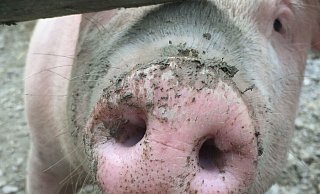 Politiker und auch die Verbraucher müssten endlich die Weichen stellen für eine nachhaltige, tiergerechte und umweltschonende Landwirtschaft, fordern die Rahdener Grünen. - Jeanette Salzmann Politiker und auch die Verbraucher müssten endlich die Weichen stellen für eine nachhaltige, tiergerechte und umweltschonende Landwirtschaft, fordern die Rahdener Grünen. - Jeanette Salzmann