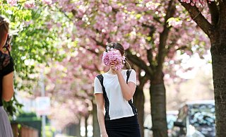 Ein Meer aus Blüten - Kirschblüte Auf dem Langen Kampe in Bielefeld - Sarah Jonek Ein Meer aus Blüten - Kirschblüte Auf dem Langen Kampe in Bielefeld - Sarah Jonek
