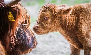 Kleines Hochlandrind mit Mama - ein echter Hingucker. - Sarah Jonek Kleines Hochlandrind mit Mama - ein echter Hingucker. - Sarah Jonek