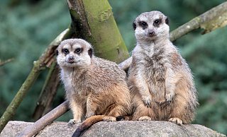Die possierlichen Erdmännchen sind die Clowns im Tierpark. - Frank-Michael Kiel-Steinkamp Die possierlichen Erdmännchen sind die Clowns im Tierpark. - Frank-Michael Kiel-Steinkamp