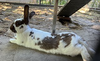 Die Kaninchen im Rietberger Gartenschaupark sollen jetzt mehr Rückzugsmöglichkeiten haben. - Birgit Vredenburg Die Kaninchen im Rietberger Gartenschaupark sollen jetzt mehr Rückzugsmöglichkeiten haben. - Birgit Vredenburg