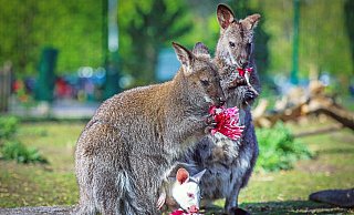 Die Bennett-Wallabys haben auf dem Queller Campingplatz viel Platz zum Umherhüpfen. - Sarah Jonek Fotografie Die Bennett-Wallabys haben auf dem Queller Campingplatz viel Platz zum Umherhüpfen. - Sarah Jonek Fotografie