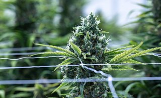 Eine illegale Cannabis-Plantage ist von der Paderborner Polizei in einem Salzkottener Gewerbegebiet ausgehoben werden. (Themenbild) - Hendrik Schmidt/dpa/dpa-tmn Eine illegale Cannabis-Plantage ist von der Paderborner Polizei in einem Salzkottener Gewerbegebiet ausgehoben werden. (Themenbild) - Hendrik Schmidt/dpa/dpa-tmn
