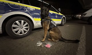 Zollhund „Skadi“ nach getaner Arbeit mit seiner Beute – immerhin drei Päckchen mit Drogen. - Zoll Zollhund „Skadi“ nach getaner Arbeit mit seiner Beute – immerhin drei Päckchen mit Drogen. - Zoll