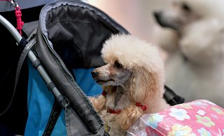 Individuell gehen die ausgezeichneten Unternehmen auf die Wünsche ihrer Mitarbeiter ein, ermöglichen bei Bedarf mit flexiblen Arbeitsmodellen nicht nur die bessere Betreuung von Kindern und Eltern, sondern beispielsweise auch von altersschwachen Hunden. - Hendrik Schmidt Individuell gehen die ausgezeichneten Unternehmen auf die Wünsche ihrer Mitarbeiter ein, ermöglichen bei Bedarf mit flexiblen Arbeitsmodellen nicht nur die bessere Betreuung von Kindern und Eltern, sondern beispielsweise auch von altersschwachen Hunden. - Hendrik Schmidt