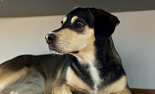 Mischlingshündin Tinka hat sich ein schattiges Plätzchen gesucht. - Privat Mischlingshündin Tinka hat sich ein schattiges Plätzchen gesucht. - Privat