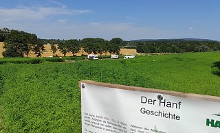 Das Hanf-Labyrith rückwärtig der Steinheimer Hanfzeit im vergangenen Sommer. Auf Infotafeln können sich Besucher über den Rohstoff informieren. - Svenja Ludwig Das Hanf-Labyrith rückwärtig der Steinheimer Hanfzeit im vergangenen Sommer. Auf Infotafeln können sich Besucher über den Rohstoff informieren. - Svenja Ludwig