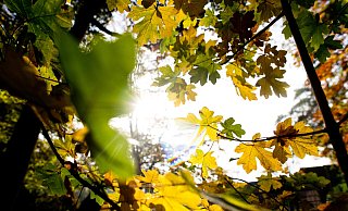 Die Sonne scheint durch herbstlich verfärbte Blätter eines Baums. Der Oktober war ungewöhnlich warm. - dpa Die Sonne scheint durch herbstlich verfärbte Blätter eines Baums. Der Oktober war ungewöhnlich warm. - dpa