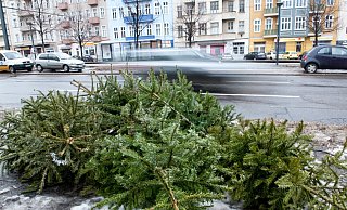 Die Stadt Bielefeld bietet in drei Etappen bis Ende Januar die Möglichkeit, kostenlos die abgeschmückten Weihnachtsbäume zu entsorgen. - Symbolbild: Andrea Warnecke Die Stadt Bielefeld bietet in drei Etappen bis Ende Januar die Möglichkeit, kostenlos die abgeschmückten Weihnachtsbäume zu entsorgen. - Symbolbild: Andrea Warnecke