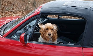 Ein Hund sollte - wie jetzt in Büren geschehen - bei Hitze auf keinen Fall im abgestellten Auto gelassen werden, warnt die Paderborner Polizei. (Symbolbild) - Pixabay Ein Hund sollte - wie jetzt in Büren geschehen - bei Hitze auf keinen Fall im abgestellten Auto gelassen werden, warnt die Paderborner Polizei. (Symbolbild) - Pixabay