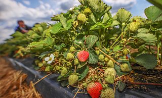 Erdbeeren ohne Übrdachung, wie hier auf dem Foto, haben es zurzeit besonders schwer. - Symbolbild: © jonek.fotografie.de Erdbeeren ohne Übrdachung, wie hier auf dem Foto, haben es zurzeit besonders schwer. - Symbolbild: © jonek.fotografie.de
