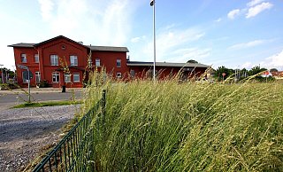 Die Wiese gegenüber vom Bahnhof Kirchlengern ist dicht bewachsen. Dort ist die Mobilstation geplant. - Niklas Krämer Die Wiese gegenüber vom Bahnhof Kirchlengern ist dicht bewachsen. Dort ist die Mobilstation geplant. - Niklas Krämer