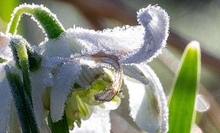 Kommt der Frühling oder friert es kommende Woche wieder? - Pia Bayer Kommt der Frühling oder friert es kommende Woche wieder? - Pia Bayer