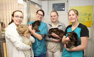 Sicher und geborgen fühlten sich die Kaninchen auf den Armen der Praxismitarbeiterinnen (v. l.) Ayleen, Annika, Sara und Lea. - Johannes Büttner Sicher und geborgen fühlten sich die Kaninchen auf den Armen der Praxismitarbeiterinnen (v. l.) Ayleen, Annika, Sara und Lea. - Johannes Büttner