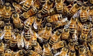 Oft streiten Nachbarn um Zäune oder Hecken. In SHS im Kreis Gütersloh ging es kürzlich um Bienen. Schiedsmann Hans Schäfer vermittelte. - Symbolfoto/Pixabay Oft streiten Nachbarn um Zäune oder Hecken. In SHS im Kreis Gütersloh ging es kürzlich um Bienen. Schiedsmann Hans Schäfer vermittelte. - Symbolfoto/Pixabay