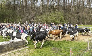 Aufgalopp auf Gut Wilhelmsdorf: Die Kühe können es gar nicht erwarten, auf die Weide zu kommen. Sie laufen, springen und tollen miteinander herum. - Jörg Dieckmann - www.dieckmann-fotodesign.de Aufgalopp auf Gut Wilhelmsdorf: Die Kühe können es gar nicht erwarten, auf die Weide zu kommen. Sie laufen, springen und tollen miteinander herum. - Jörg Dieckmann - www.dieckmann-fotodesign.de