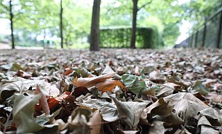 Herbstlaub im Juli: Unter einigen der Platanen auf der Aqua Magica haben sich schon Mengen welker Blätter gesammelt. Anlass zur Sorge ist das für Josef Brinker, Baumexperte bei der Stadtverwaltung, aktuell aber nicht. - Jörg Stuke Herbstlaub im Juli: Unter einigen der Platanen auf der Aqua Magica haben sich schon Mengen welker Blätter gesammelt. Anlass zur Sorge ist das für Josef Brinker, Baumexperte bei der Stadtverwaltung, aktuell aber nicht. - Jörg Stuke