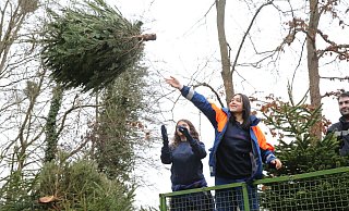 Während Marie Reiß (v.l.) und Karina Kohlrausch vom Anhänger des Treckers aus einen Weihnachtsbaum auf die Sammelstelle an der Stüher Straße werfen, ist Dorian Tastekin schon mit dem nächsten Exemplar startklar. - Elke Niedringhaus-Haasper Während Marie Reiß (v.l.) und Karina Kohlrausch vom Anhänger des Treckers aus einen Weihnachtsbaum auf die Sammelstelle an der Stüher Straße werfen, ist Dorian Tastekin schon mit dem nächsten Exemplar startklar. - Elke Niedringhaus-Haasper