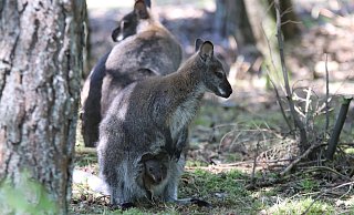 Kleiner Naseweis: Eines der beiden Känguru-Weibchen trägt ihr Baby im Beutel. Der Größe nach zu beurteilen, müsste es sich dort bereits bevor der Ankunft im Safariland im März befunden haben. - Sigurd Gringel Kleiner Naseweis: Eines der beiden Känguru-Weibchen trägt ihr Baby im Beutel. Der Größe nach zu beurteilen, müsste es sich dort bereits bevor der Ankunft im Safariland im März befunden haben. - Sigurd Gringel
