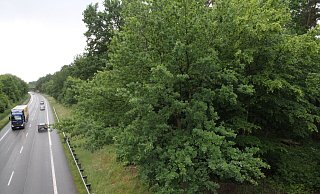 Dieses Waldstück zwischen B 239 und der Gabelhorststraße, das mehr als zehn Hektar groß und vollkommen bewachsen ist, ist als aussichtsreiches Areal für den möglichen Neubau eines Krankenhauses ins Gespräch gekommen. - Klaus Frensing Dieses Waldstück zwischen B 239 und der Gabelhorststraße, das mehr als zehn Hektar groß und vollkommen bewachsen ist, ist als aussichtsreiches Areal für den möglichen Neubau eines Krankenhauses ins Gespräch gekommen. - Klaus Frensing