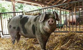 Der junge Bentheimer Landschweineber Lasse unterbrich seine Wühltätigkeit nur kurz wegen des Fotos. Im Hintergrund der mächtige Rasmus, ein Schwäbisch-Hällisches Landschwein. - joerg dieckmann - www.dieckmann-fotodesign.de Der junge Bentheimer Landschweineber Lasse unterbrich seine Wühltätigkeit nur kurz wegen des Fotos. Im Hintergrund der mächtige Rasmus, ein Schwäbisch-Hällisches Landschwein. - joerg dieckmann - www.dieckmann-fotodesign.de