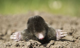 ARCHIV - Zum Themendienst-Bericht von Simone Andrea Mayer vom 12. März 2020: Süßer, kleiner Helfer im Garten: Der Maulwurf vertilgt unermüdlich Schädlinge und vertreibt die gefräßigen Wühlmäuse. Foto: Patrick Pleul/dpa-Zentralbild/dpa-tmn - Honorarfrei nur für Bezieher des dpa-Themendienstes +++ dpa-Themendienst +++ | Verwendung weltweit - Verwendung weltweit ARCHIV - Zum Themendienst-Bericht von Simone Andrea Mayer vom 12. März 2020: Süßer, kleiner Helfer im Garten: Der Maulwurf vertilgt unermüdlich Schädlinge und vertreibt die gefräßigen Wühlmäuse. Foto: Patrick Pleul/dpa-Zentralbild/dpa-tmn - Honorarfrei nur für Bezieher des dpa-Themendienstes +++ dpa-Themendienst +++ | Verwendung weltweit - Verwendung weltweit