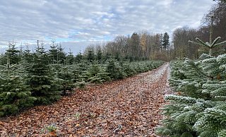 Oft wird das Aussuchen des passenden Weihnachtsbaums zum Event für die ganze Familie. - Bernd Wewer Oft wird das Aussuchen des passenden Weihnachtsbaums zum Event für die ganze Familie. - Bernd Wewer