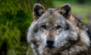 Auch im Kreis Minden-Lübbecke werden gelegentlich Wölfe gesichtet. Dass sich hier aber ein Rudel fest ansiedelt, hält Wolfsberater Walter Jäcker für unwahrscheinlich. - Dpa Auch im Kreis Minden-Lübbecke werden gelegentlich Wölfe gesichtet. Dass sich hier aber ein Rudel fest ansiedelt, hält Wolfsberater Walter Jäcker für unwahrscheinlich. - Dpa