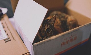 Das erleben die Mitarbeiter des Tierheims auch nicht alle Tage. - Symbolfoto Das erleben die Mitarbeiter des Tierheims auch nicht alle Tage. - Symbolfoto